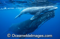 Humpback Whale mother and calf Photo - Vanessa Mignon