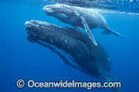 Humpback Whale mother and calf underwater Photo - Vanessa Mignon