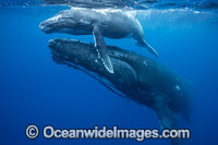 Humpback Whale mother and calf Photo - Vanessa Mignon