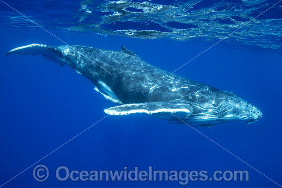 Humpback Whale calf photo