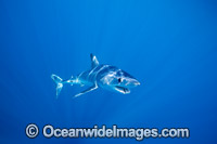 Shortfin Mako Shark Photo - Vanessa Mignon