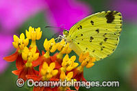 Large Grass-yellow Butterfly Photo - Gary Bell