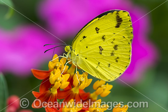 Large Grass-yellow Butterfly Australia photo