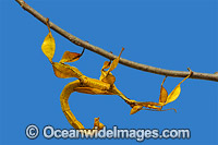 Spiny Leaf Insect Extatosoma tiaratum Photo - Gary Bell
