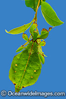 Australian Leaf Insect Phyllium monteithi Photo - Gary Bell