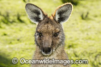 Forester Kangaroo Tasmania Photo - Gary Bell