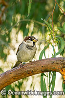 Introduced Sparrow Australia Photo - Gary Bell