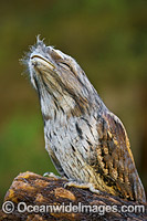 Tawny Frogmouth Photo - Gary Bell