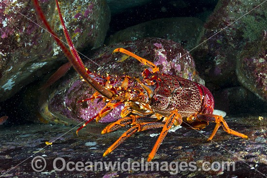 Red Spiny Lobster Tasmania photo
