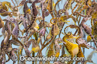 Southern Pot-belly Seahorses Photo - Gary Bell