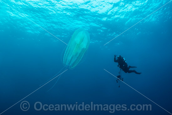 Diver and Jellyfish photo