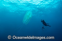 Diver and Jellyfish Photo - Gary Bell