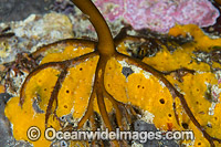 Kelp Holdfast Photo - Gary Bell