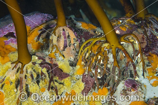 Kelp Holdfast photo