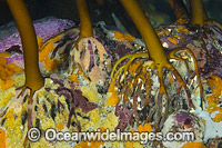 Kelp Holdfast Photo - Gary Bell