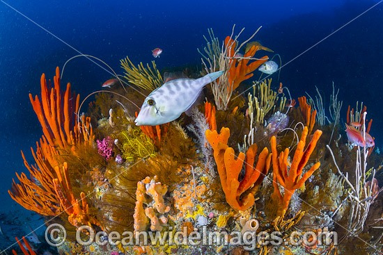 Tasmania Underwater Reef photo
