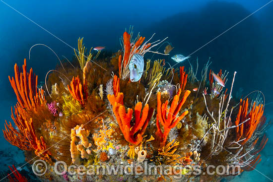 Deep water Reef Tasmania photo