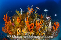 Temperate Reef Tasmania Photo - Gary Bell