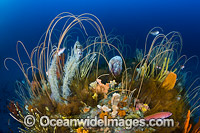 Tasmania Underwater Photo - Gary Bell