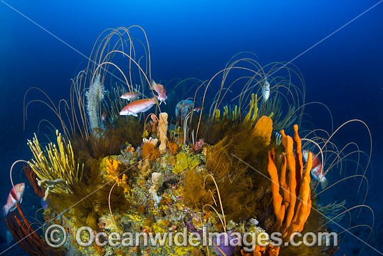 Deep water Reef Tasmania photo