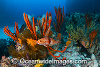 Divers Tasmania Reef Photo - Gary Bell