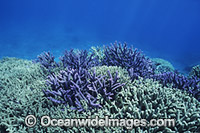 Coral before bleaching Great Barrier Reef Photo - Gary Bell