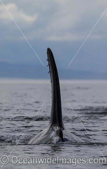 Orcas photo