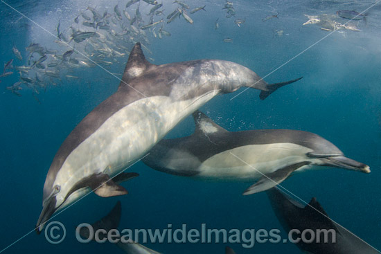Dolphins attack baitball photo