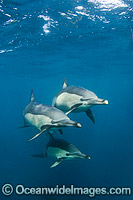 Long-beaked Dolphins Photo - Andy Murch