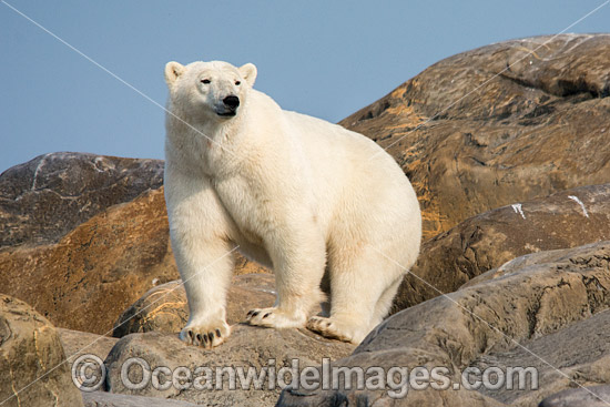Polar Bear Canada photo