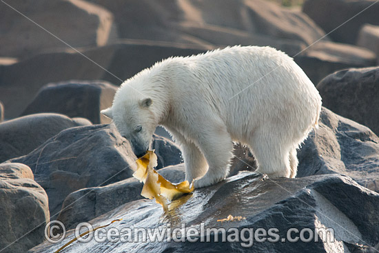 Polar Bear eating kelp photo