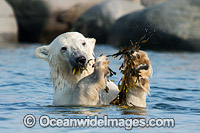Polar Bear eating kelp Photo - Andy Murch
