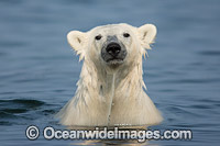 Polar Bear Canada Photo - Andy Murch