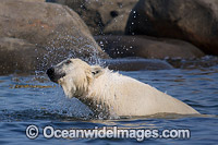Polar Bear Hudson Bay Canada Photo - Andy Murch