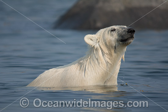 Polar Bear Hudson Bay Canada photo