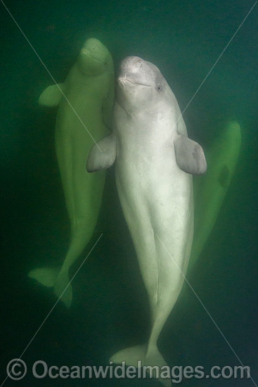 Beluga Whales underwater photo