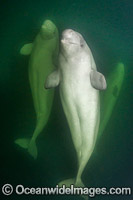 Beluga Whales underwater Photo - Andy Murch