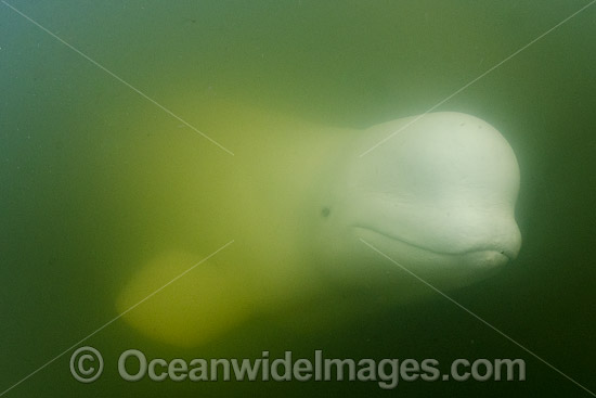 Beluga Whale Canada photo