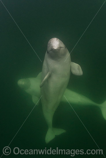 Beluga Whales photo