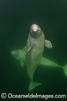 Beluga Whales Photo - Andy Murch