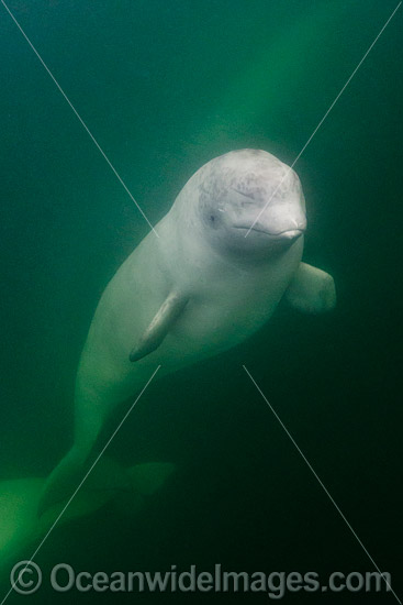Beluga Whale Canada photo