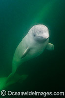 Beluga Whale Canada Photo - Andy Murch
