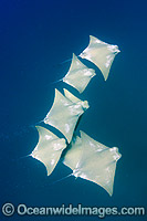 School of Atlantic Cownose  Rays Photo - Andy Murch