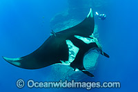 Oceanic Manta Ray Socorro Photo - Andy Murch