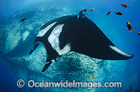 Oceanic Manta Ray Photo - Andy Murch