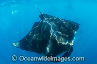 Caribbean Manta Ray with bite scar Photo - Andy Murch