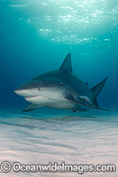 Bull Shark Caribbean Photo - Andy Murch