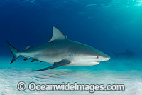 Bull Shark Bimini Island Photo - Andy Murch
