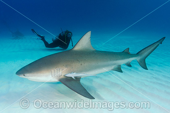Bull Shark and Scuba Diver photo