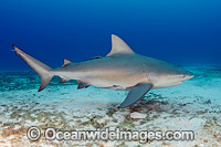 Bull Shark Caribbean Photo - Andy Murch